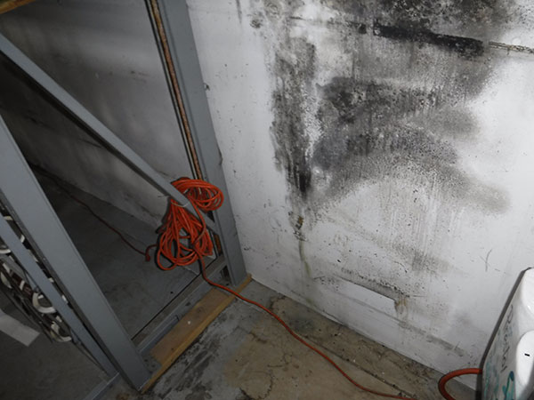 Mold damage