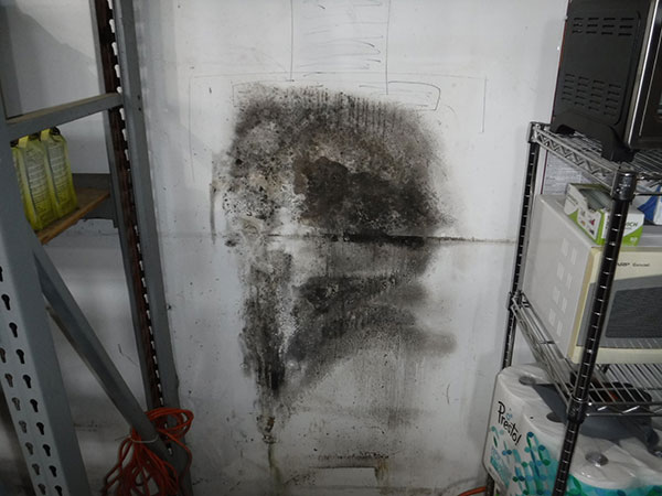 Mold damage